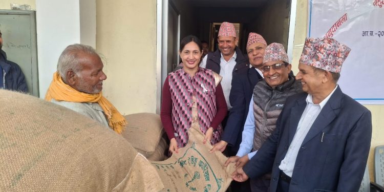 महानगरद्वारा ५० प्रतिशत अनुदानमा गहुँको बिउ वितरण
