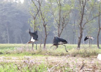 आहाराको खोजीमा हाडीफोर चरा