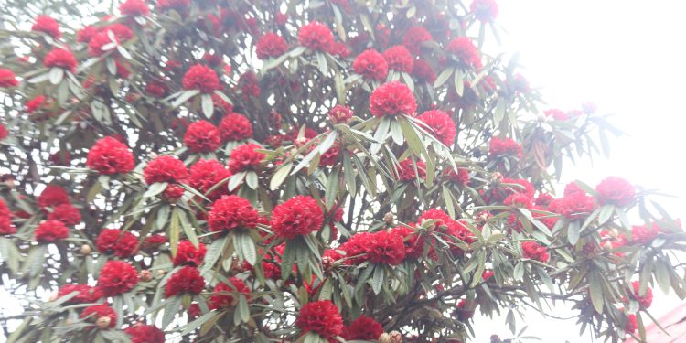 भिजिट नेपाल : गुराँसले जोगाउँदै फुङ्लिङको पर्यटन व्यवसाय