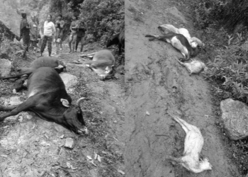 ताप्लेजुङमा करेन्ट लागेर मरे १० वटा पशुचौपाया
