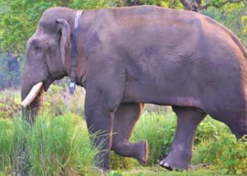 काँकडभिट्टा–लौकही सडक स्तरोन्नति: वन्यजन्तु संरक्षणमा नयाँ पहल