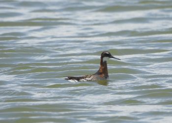 कोशी टप्पु आरक्ष क्षेत्रमा फेला पर्‍यो नयाँ प्रजातिको चरा