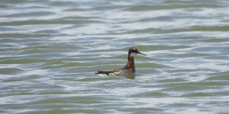 कोशी टप्पु आरक्ष क्षेत्रमा फेला पर्‍यो नयाँ प्रजातिको चरा
