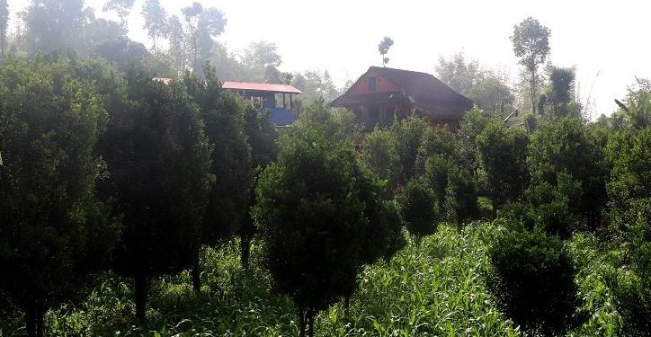 व्यावसायिक सुन्तला खेतीमा जुट्दै भोजपुरका किसान