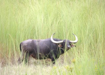 कोसी टप्पु वन्यजन्तु आरक्षको घाँसे मैदानमा अर्ना