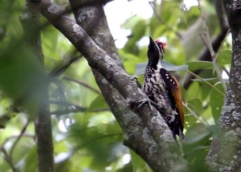 सुनसरीमा दुर्लभ कालोढाडे लाहाँचे चरा