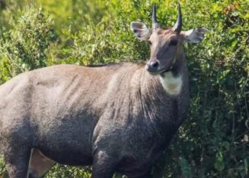 सुनसरीमा भाग्ने क्रममा दुई घरको बीचमा च्यापिएर निलगाईको मृत्यु, जैविक विविधतामा क्षति