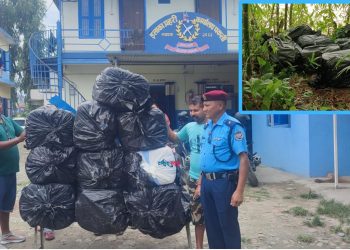 सुनसरीको रामधुनीमा बाँसको झ्याङबाट तीन सय केजी गाँजा बरामद