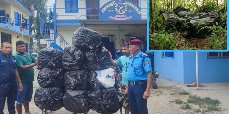 सुनसरीको रामधुनीमा बाँसको झ्याङबाट तीन सय केजी गाँजा बरामद