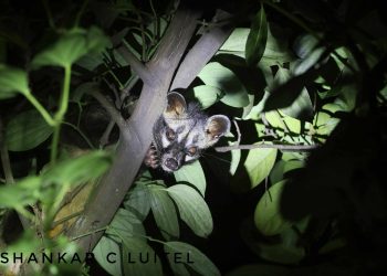 झापाको बाहुनडाँगीमा पहिलोपटक टाडी निरबिरालो रेकर्ड