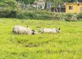 कोशी टप्पुको वातावरणमा रत्तिइरहेका पुष्पा र अञ्जली