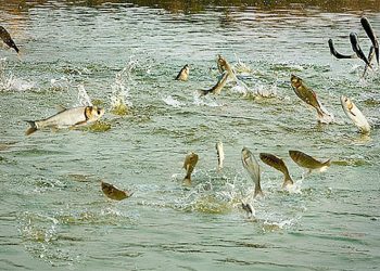 कोशीमा माछापालनको क्षेत्रफल बढेसँगै उत्पादन पनि बढ्यो