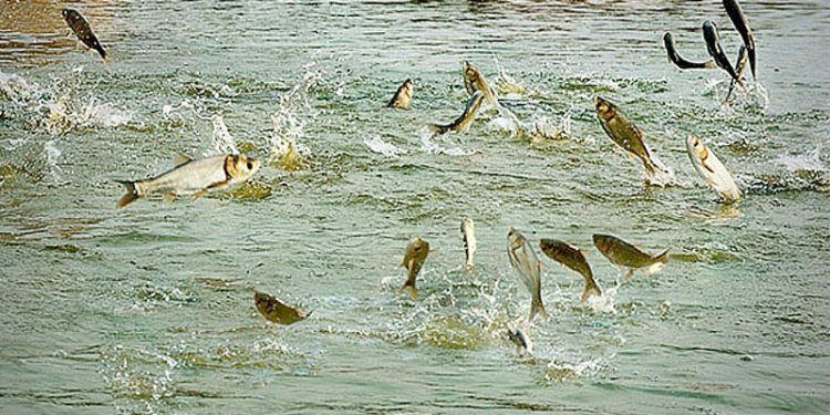 कोशीमा माछापालनको क्षेत्रफल बढेसँगै उत्पादन पनि बढ्यो