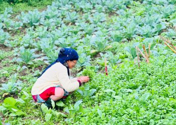 धनियाँ टिप्दै किसान