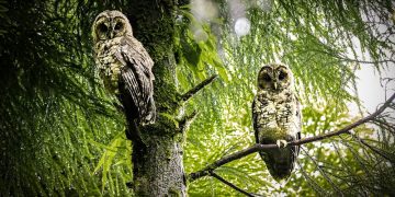 इलाममा दुर्लभ ‘हिमालयन वुड आउल’ फेला