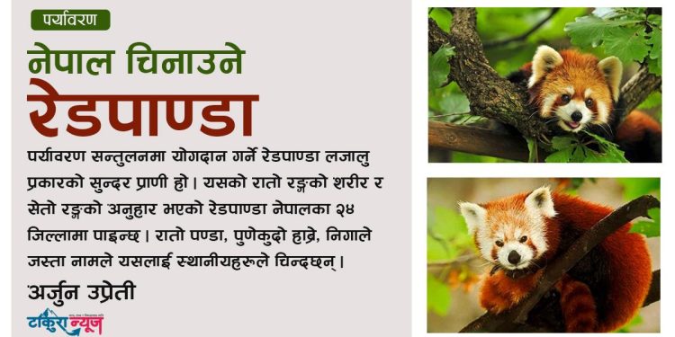 नेपाल चिनाउने रेडपाण्डा