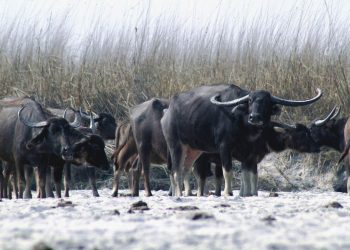 कोसी टप्पुमा अर्नाको बथान