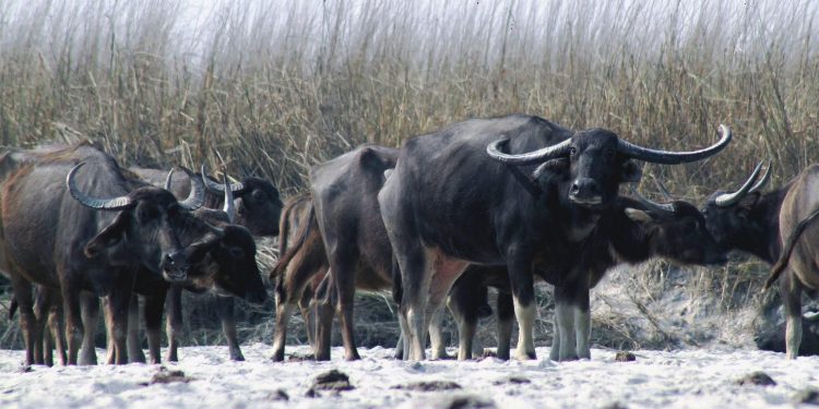 कोसी टप्पुमा अर्नाको बथान