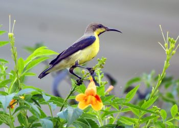 फूलको रस चुस्ने सुन्दर सुनचरी (तस्बिरहरू)