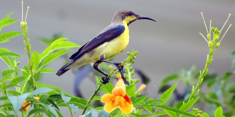 फूलको रस चुस्ने सुन्दर सुनचरी (तस्बिरहरू)