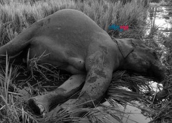 झापामा माउ हात्ती मृत फेला, करेन्ट लागेको आशंका