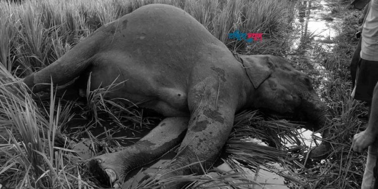 झापामा माउ हात्ती मृत फेला, करेन्ट लागेको आशंका