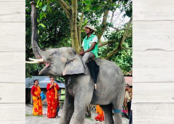 कोशी टप्पुमा हात्ती : तालिमपछि माहुतेको बहुउद्देश्यीय सहयात्री