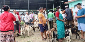 धरानको कृषि बजारबाट दुई अर्ब ४० करोडको खसीबोकाको कारोबार
