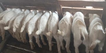 विदेशबाट फर्केर कृषि गरिरहेका युवक भन्छन्, “निरन्तर कर्ममा जुट्ने हो भने सफलता पाइने रहेछ”