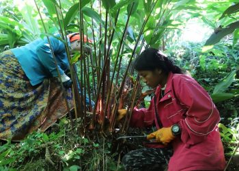 अलैँची टिप्न व्यस्त किसान, मूल्य पाउँदा किसान उत्साहित