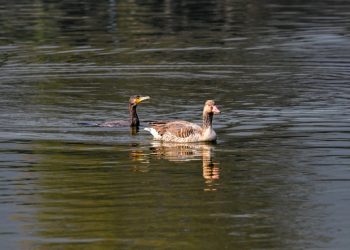जाडो छल्न पर्यटक चरा नेपाल आइपुगे