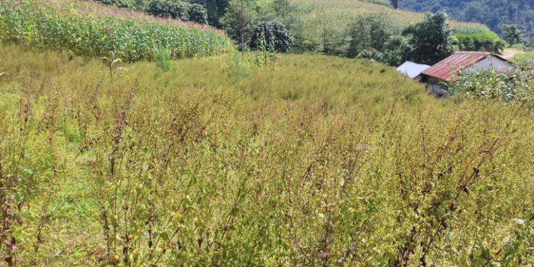 भोजपुरमा बहुमूल्य जडीबुटी उत्पादन भए पनि बजार मूल्य पाइएन