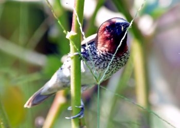 घाँसे मैदानमा मुनिया चरा (फोटोफिचर)