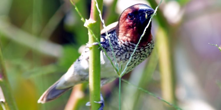 घाँसे मैदानमा मुनिया चरा (फोटोफिचर)