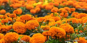 भोजपुरमा समयमा फूल फुलेन, माग उच्च