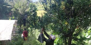 बाँदरको समस्याका कारण समयअगावै सुन्तला टिप्न बाध्य
