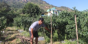 अकबरे खुर्सानी गाउँपालिकाको आम्दानीको स्रोत, वार्षिक ५५ लाख आम्दानी गर्दै राई
