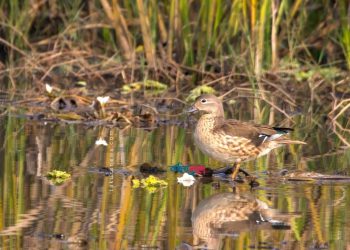 तरहरामा मन्डारिन हाँसको दृश्य रेकर्ड, नेपालमै दुर्लभ
