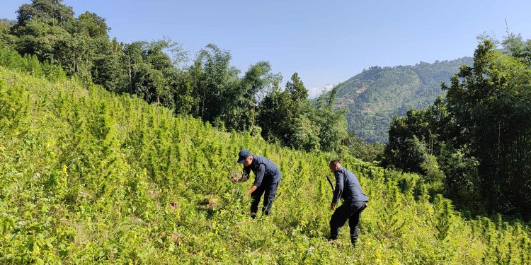 धनकुटा र भोजपुरमा गाँजाका बोट फडानी