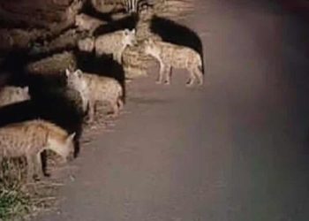 मोरङमा हाइना देखिएको दाबी, पुष्टि भएको छैन