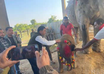 कोशीटप्पुकी शोभाकली हात्तीले सातौँ सन्तान जन्माएपछि…