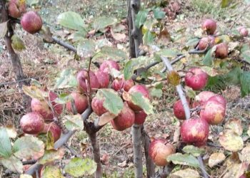 ताप्लेजुङ : हिमाली बस्ती घुन्सा र फलेटारमा स्याउखेतीको परीक्षण सफल