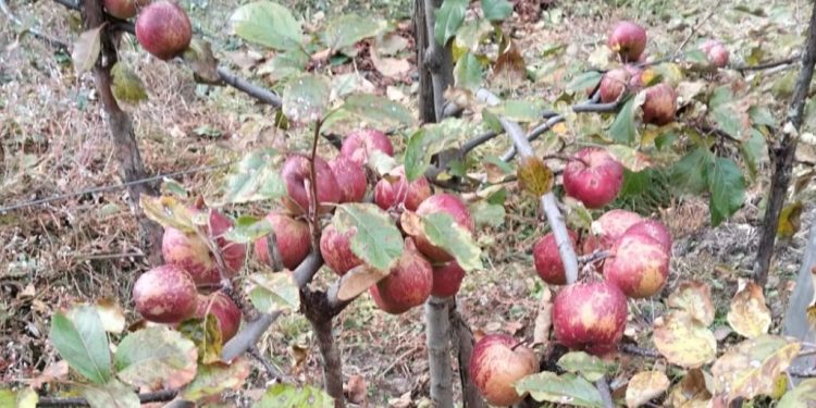 ताप्लेजुङ : हिमाली बस्ती घुन्सा र फलेटारमा स्याउखेतीको परीक्षण सफल