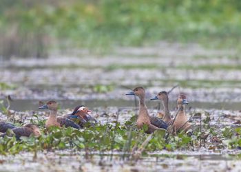 समय अभावले ढिला सुरु हुँदै कोशी टप्पुमा चरा गणना