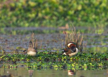 नेपालमै दुर्लभ मानिने मन्डारिन हाँसको जोडी तरहरा क्षेत्रमा (तस्बिरहरूसहित)