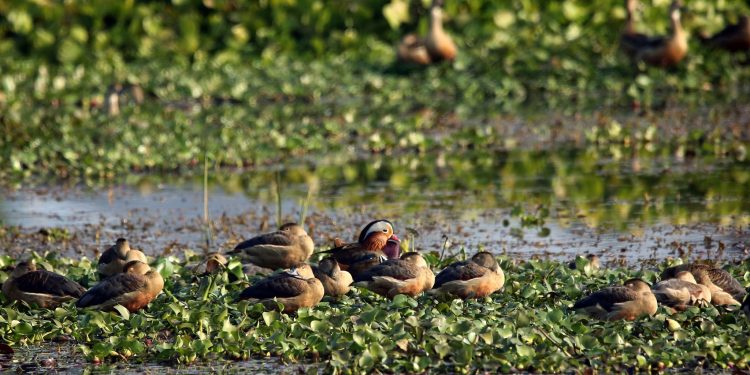सिलसिले हाँसको बथानबीचमा भाले मण्डारिन हाँस