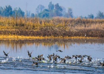 सिमसार क्षेत्रमा आश्रित जल पंछीको गणना सुरु