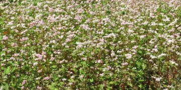खोटाङमा बाँझो जमिनको उपयोग, ११ मुरी तिते फापर उत्पादन