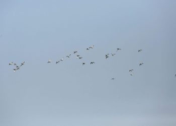 कोशी टप्पुमा हरियो टाउके हाँसको बथान