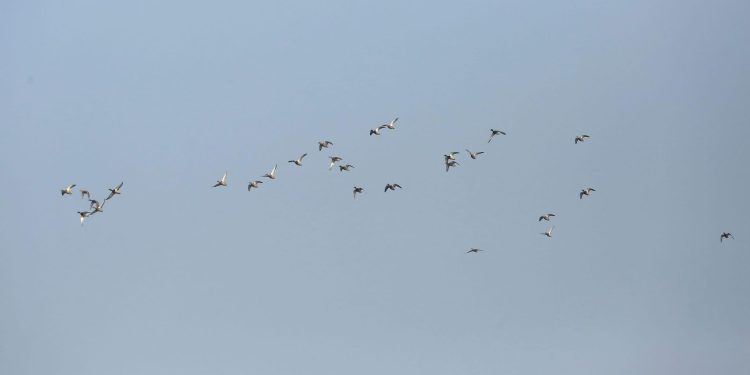 कोशी टप्पुमा हरियो टाउके हाँसको बथान